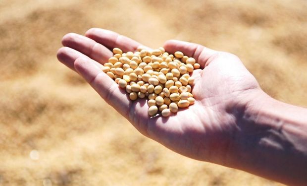 Cuánta soja está sin precio en el mercado de granos local