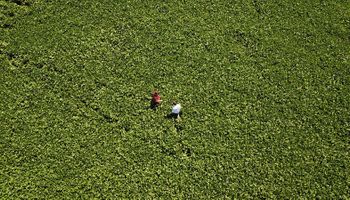 El impacto de los aranceles de Trump en soja, trigo y maíz: ¿Los precios logran tentar a los productores?