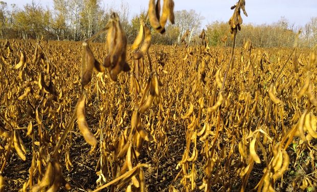 Bajas para soja y maíz: el mercado se sorprendió con una mejora en la condición de los cultivos