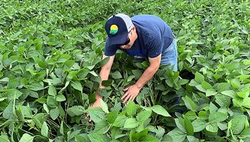 La siembra de soja en Brasil tendría el mayor crecimiento desde la campaña 2014/15