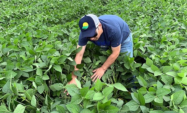 La siembra de soja en Brasil tendría el mayor crecimiento desde la campaña 2014/15