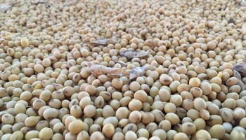 Apareció China para limitar la baja en el precio de la soja: cuánto se pagó en Rosario
