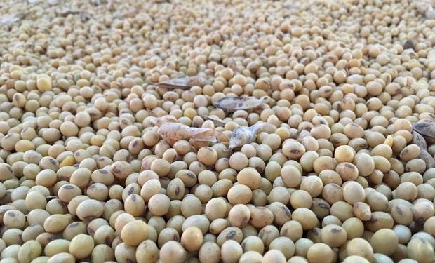 Apareció China para limitar la baja en el precio de la soja: cuánto se pagó en Rosario