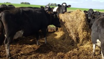 Precio relativo de la leche comienza a salir del pozo