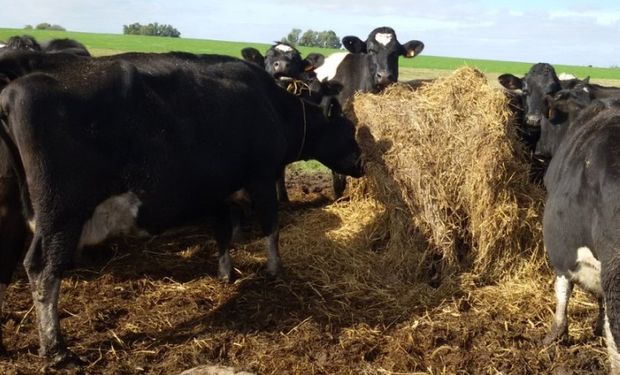 En agosto el precio relativo de la leche comienza a salir del pozo.