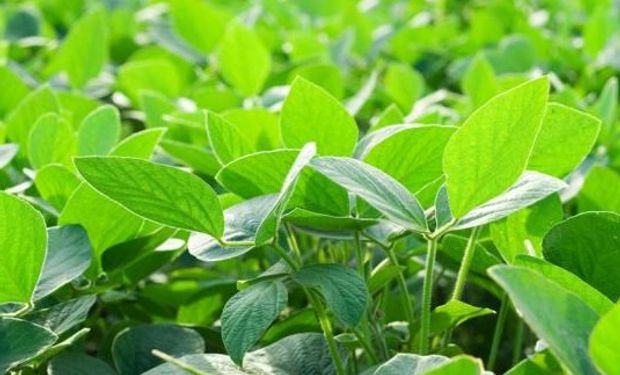 Bayer, más cerca de quedarse con Monsanto.