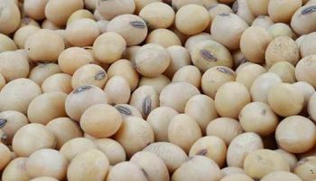 Horas cruciales en el conflicto con Monsanto por la soja