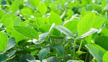 Bayer eleva su oferta para quedarse con Monsanto