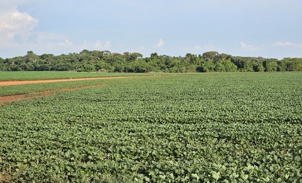 Produção de soja no MS enfrenta desafios com chuvas irregulares