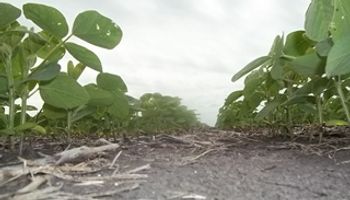 La siembra de soja ya llega al 83,2 %
