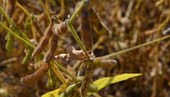 Soja: bajan los márgenes para los productores y alertan por una retención de la cosecha