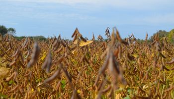 El mercado responde al primer informe del año del USDA