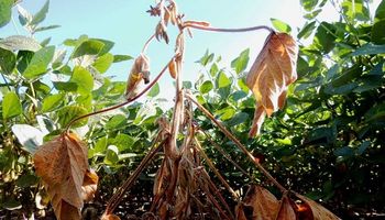 Enfermedades vasculares en soja en el centro sur de Santa Fe