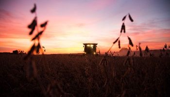 Cayó la soja presionada por el ingreso de la cosecha brasilera