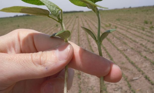 Crearon comité de bioinsumos de uso en el agro