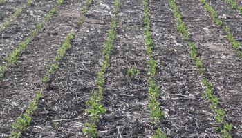 Se frenó la siembra de soja, sorgo,  algodón y maíz de segunda