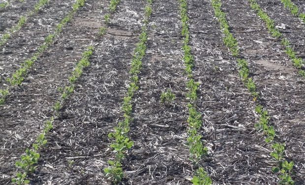 Se frenó la siembra de soja, sorgo, algodón y maíz de segunda
