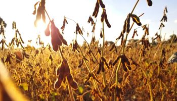 Santa Maria lamenta grande quebra da produção de soja pelo terceiro ano seguido