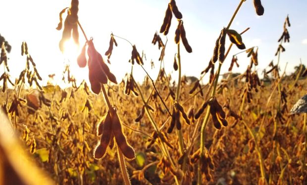 Santa Maria lamenta grande quebra da produção de soja pelo terceiro ano seguido