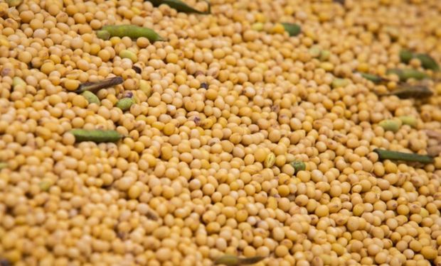 Decisão da Argentina de zerar impostos de exportação pressiona agro brasileiro