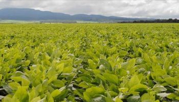 Soja: los cambios en las retenciones mejoran el negocio en el norte