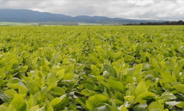 La temprana decisión de bajar otro 5% en las retenciones ayuda a que el productor pueda planificar la siembra 16/17.