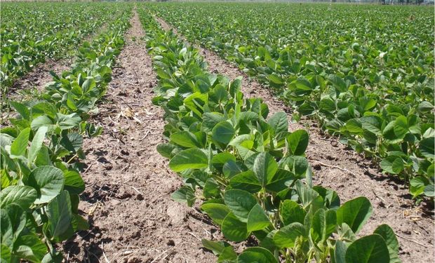 El cultivo de soja sembrada en octubre en el sur y centro de Santa Fe se encuentra en pleno llenado de grano en la zona núcleo.