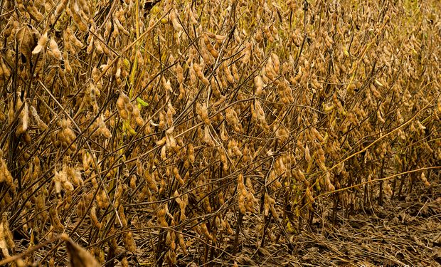 Por la falta de lluvia, declararán la emergencia del agro en Santa Fe