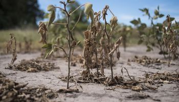 Declaran zonas en emergencia o desastre agropecuario por sequía en La Pampa