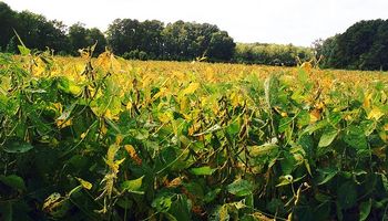 Crece uso de transgénicos