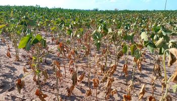 La soja de primera recortó sus rendimientos por la falta de lluvias: cuántos quintales se perdieron