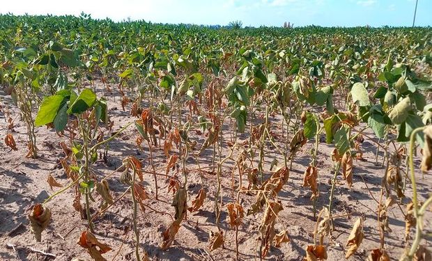 La soja de primera recortó sus rendimientos por la falta de lluvias: cuántos quintales se perdieron