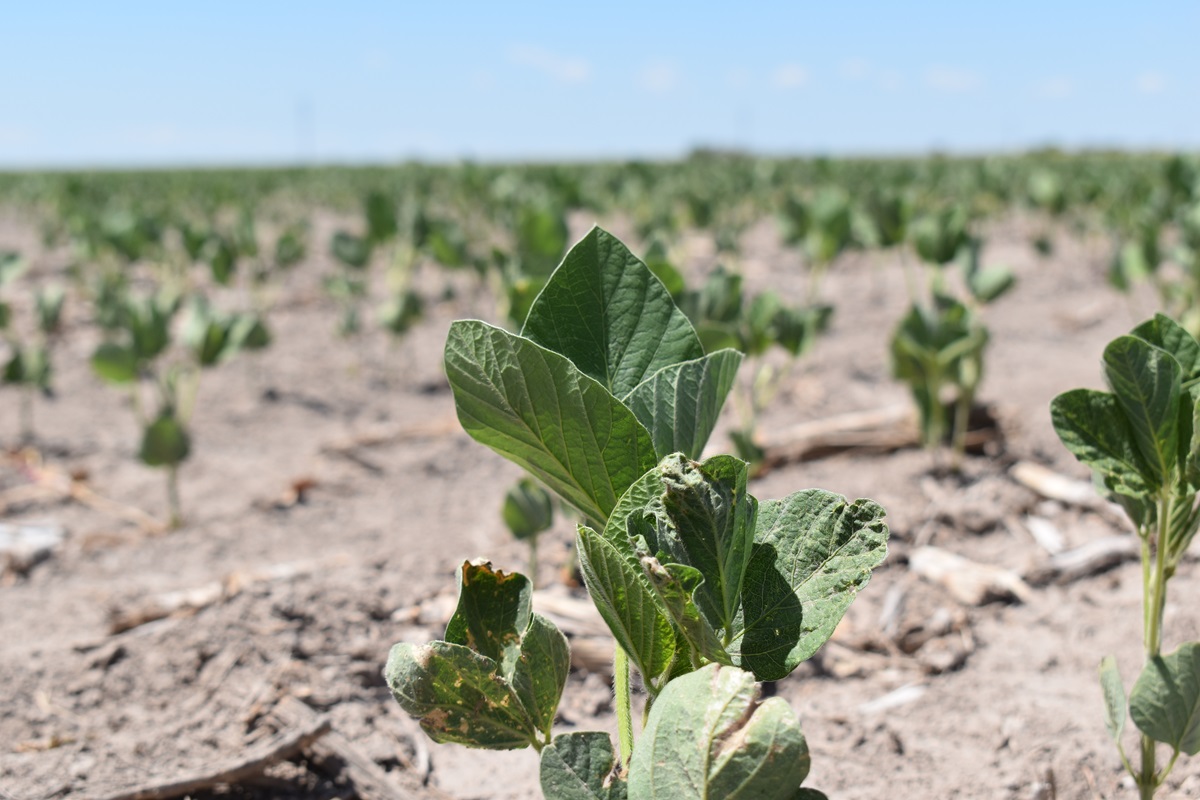 noticiaspuertosantacruz.com.ar - Imagen extraida de: https://news.agrofy.com.ar/noticia/211835/zona-donde-soja-deberia-cotizar-us-319-cubrir-costos-y-unico-cultivo-que-tiene