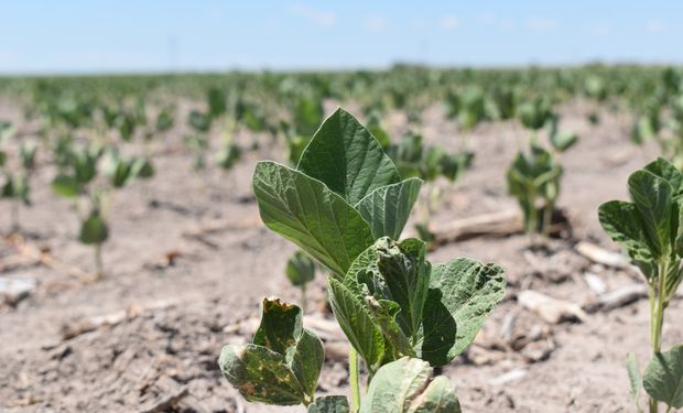 La zona en donde la soja debería cotizar a US$ 319 para cubrir costos y el único cultivo que tiene un escenario más favorable