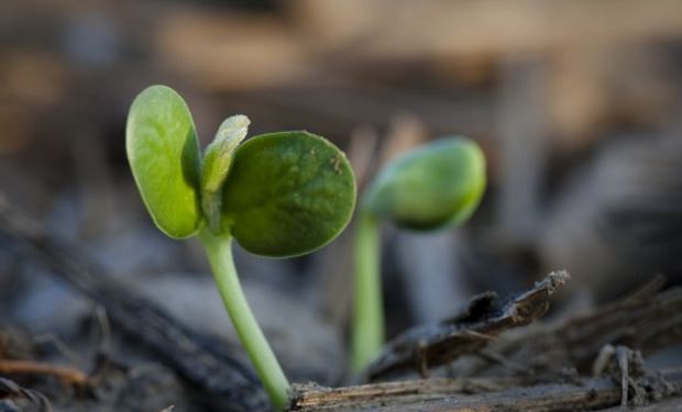 El USDA prevé un leve repunte del área con soja.