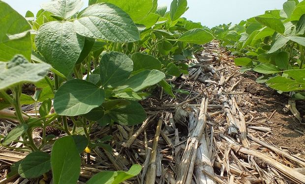 Una ha que pasa de maíz a soja saca una tercera parte de producción