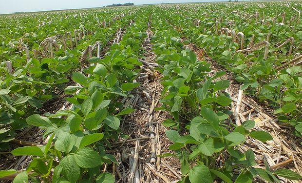 El área de soja en Argentina sería de 20,2 millones de hectáreas
