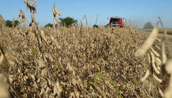 Subas para la soja en el cierre de la semana