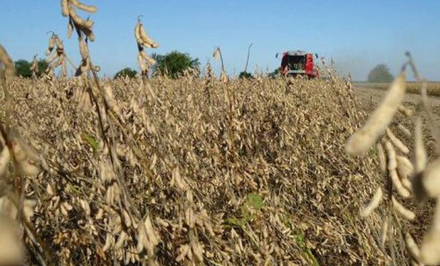 Subas para la soja en el cierre de la semana