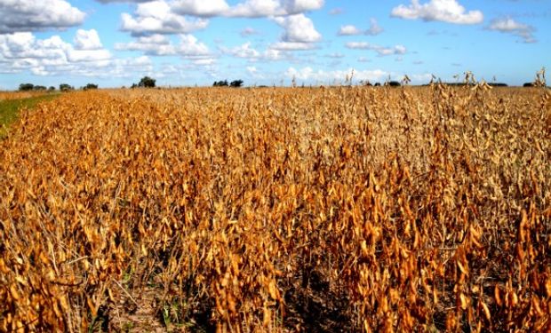 La soja en CBOT avanzó cerca de un 5% en la semana.