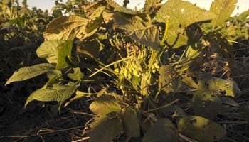 La soja gana terreno frente a los pronósticos de nuevas lluvias