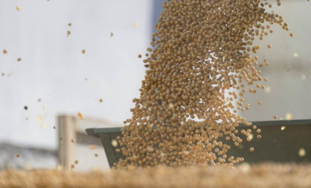 El rally alcista de la soja contagia a los cereales: todos los precios de Rosario luego de la sexta semana con saldo positivo