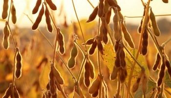 La soja volvió al terreno negativo en el mercado local e internacional