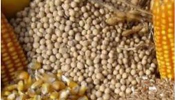 Lanworth eleva pronóstico para cosecha de soja y maíz en EEUU
