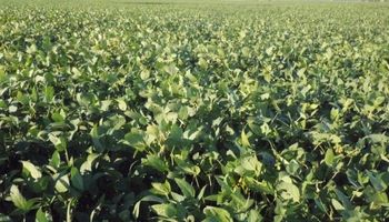 Zona núcleo: perfila una buena campaña para la soja