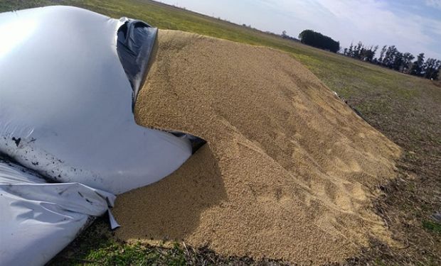 Presentan un proyecto para endurecer las penas para delitos rurales