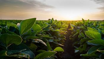 La soja, el trigo y el maíz experimentaron perdidas en Chicago: cuánto se pagó en el mercado de granos de Rosario