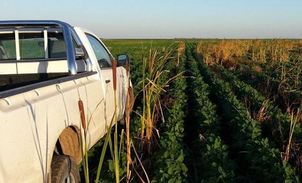 Una pick up se convirtió en el vehículo más vendido de noviembre: cuánto cuesta