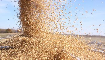 Reducen el financiamiento al campo para que venda la soja almacenada