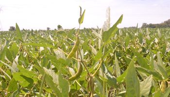 USDA vuelve a recortar la producción de soja argentina